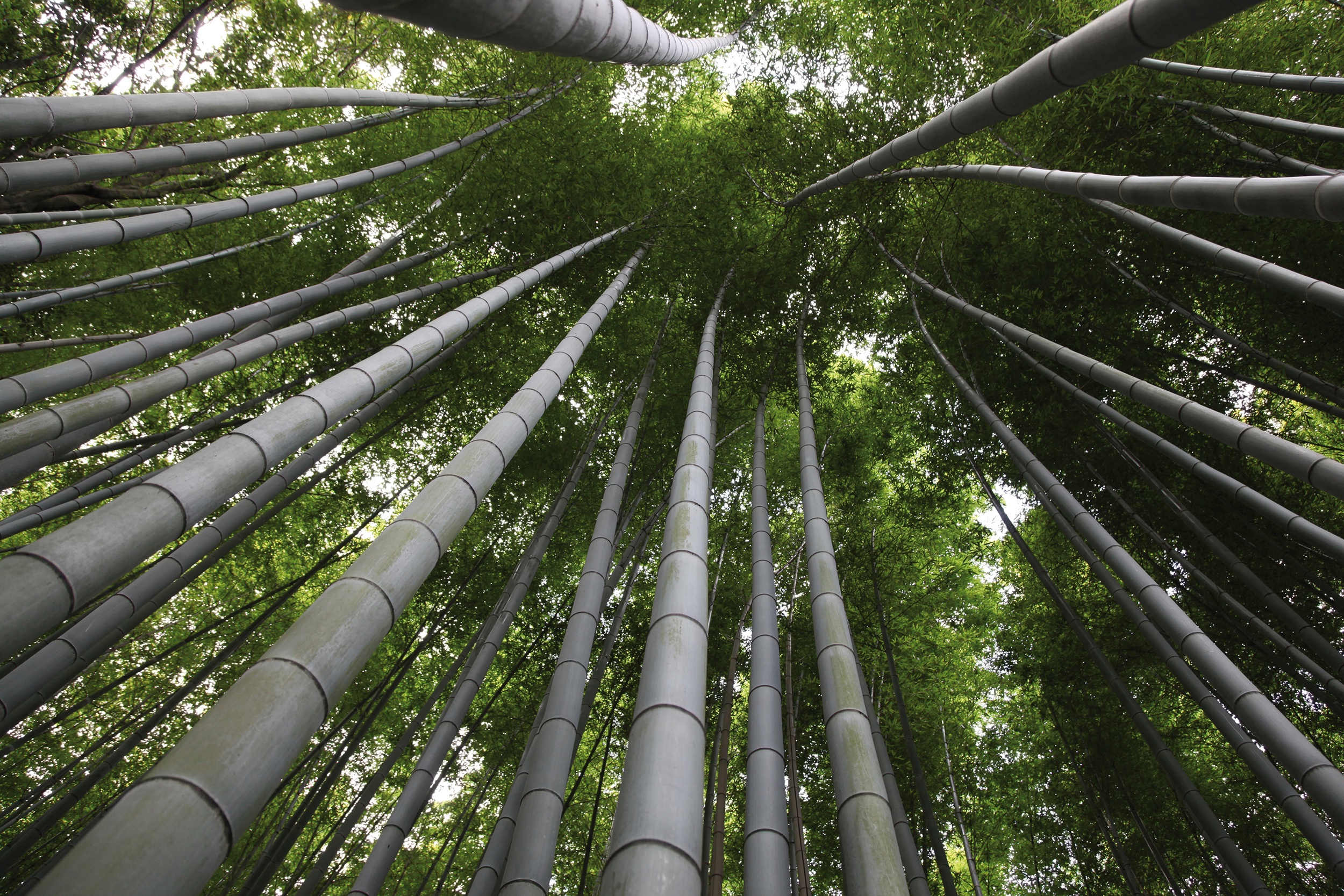 Bamboo, Bamboo uses and benefits, Bamboo sustainability
